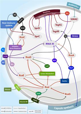 Assembling the Current Pieces: The Puzzle of RNA-Mediated Regulation in Staphylococcus aureus